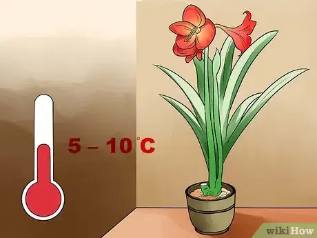 Image titled Get Amaryllis to Rebloom Step 12