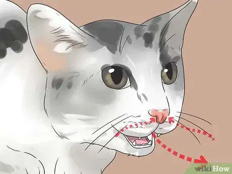 Image titled Help Your Cat Breathe Easier Step 5