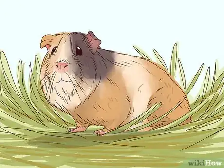 Image titled Feed a Guinea Pig Step 13