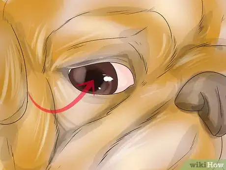 Image titled Treat Eye Problems in Pugs Step 20