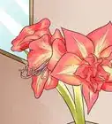 Get Amaryllis to Rebloom