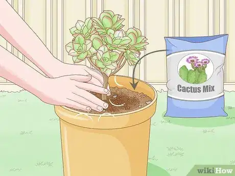 Image titled Repot a Succulent Step 11