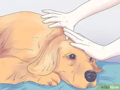 Image titled Help Your Dog During a Seizure Step 5