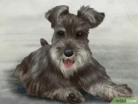 Image titled Treat Diabetes in Miniature Schnauzers Step 3