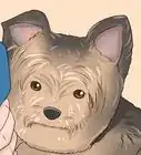 Trim a Yorkie's Face