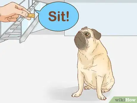 Image titled Identify a Pug Step 13