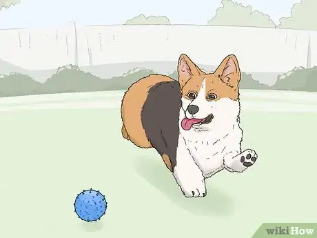 Image titled Identify a Pembroke Welsh Corgi Step 10