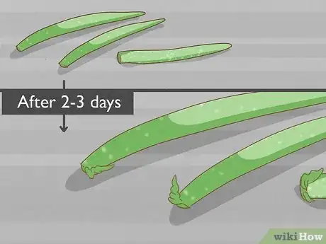 Image titled Care for Your Aloe Vera Plant Step 16