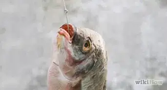 Fish (for Beginners)