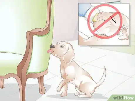 Image titled Stop a Dog from Licking Everything Step 12