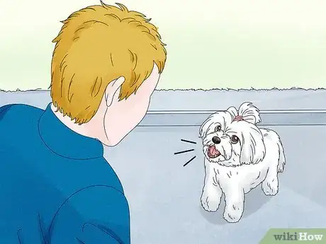 Image titled Identify a Maltese Dog Step 10