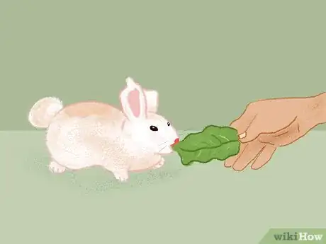 Image titled Take Care of a Pregnant Rabbit Step 5