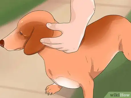 Image titled Make Your Wiener Dog Happy Step 13