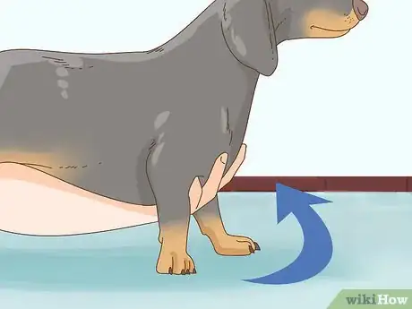 Image titled Hold a Dachshund Properly Step 1