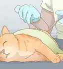 Diagnose and Treat Anal Gland Disease in Cats