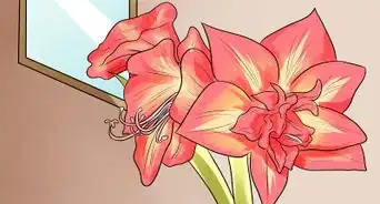 Get Amaryllis to Rebloom