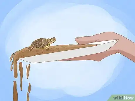 Image titled Catch a Turtle Step 10