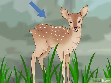 Image titled Tell a Fawn's Age Step 2