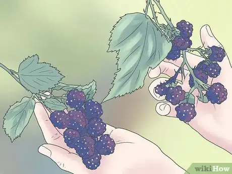 Image titled Grow Blackberries Step 1