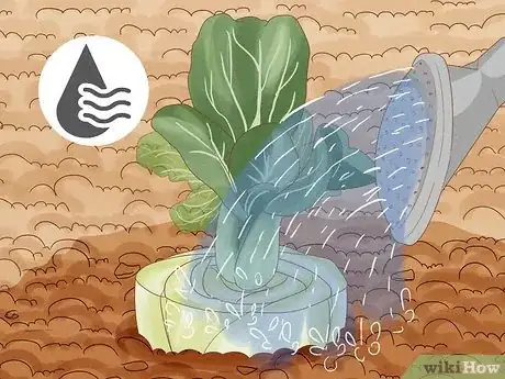 Image titled Regrow Bok Choy Step 10