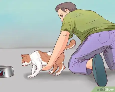 Image titled Know when to Euthanize Your Cat Step 3