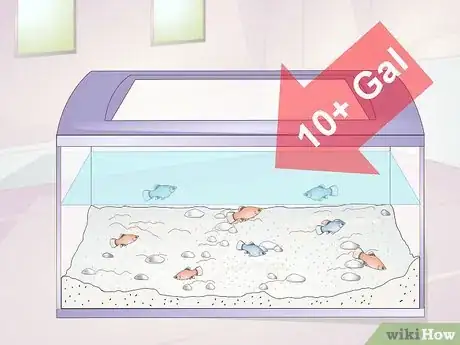 Image titled Take Care of Baby Platy Fish Step 2