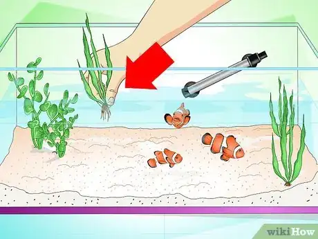 Image titled Tell if Your Fish Is Sick Step 24