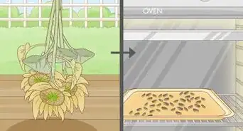 Grow Sunflowers