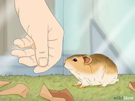 Image titled Tame Your Gerbils Step 9