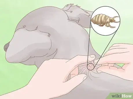 Image titled Diagnose and Treat Your Dog's Itchy Skin Problems Step 9