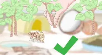 Decorate Your Hermit Crab's Tank