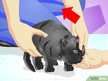 Image titled Vaccinate a Kitten Step 7