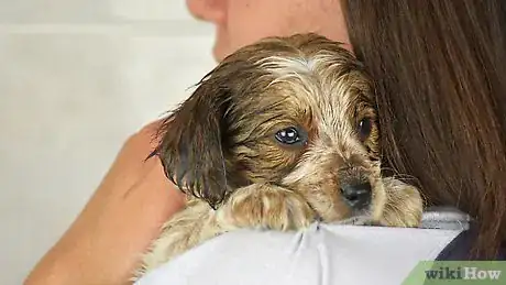 Image titled Bathe a Puppy for the First Time Step 9