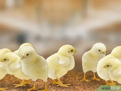 Image titled Start a Chicken Farm Business Step 12