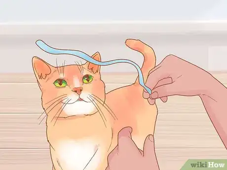 Image titled Have Fun with Your Cat Step 14