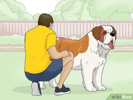 Image titled Identify a Saint Bernard Step 6