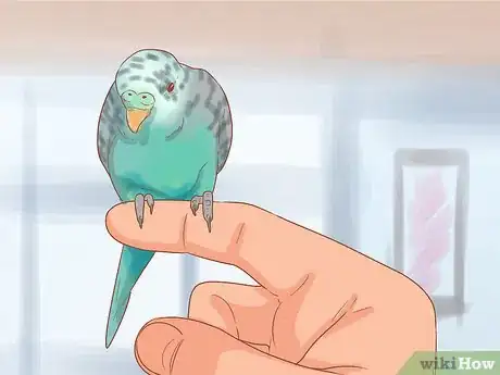 Image titled Teach Your Parakeet to Love You Step 5