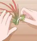 Care for Air Plants Indoors