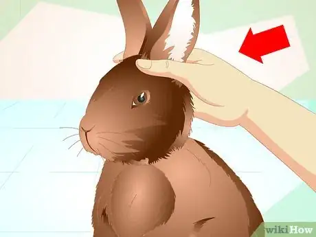 Image titled Deliver Oral Medication to Rabbits Step 15