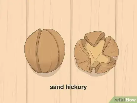 Image titled Identify Hickory Nuts Step 13