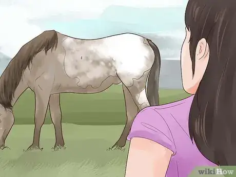 Image titled Identify an Appaloosa Horse Step 5