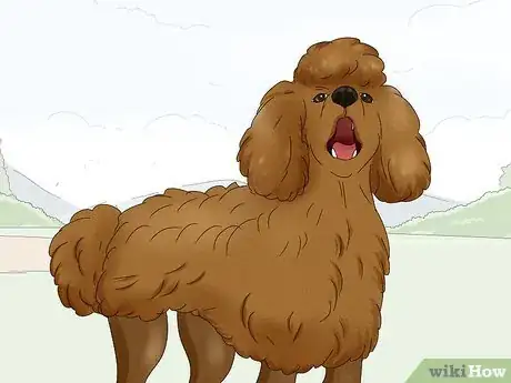 Image titled Identify a Poodle Step 14