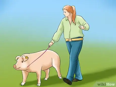 Image titled Show Your Pigs Step 12