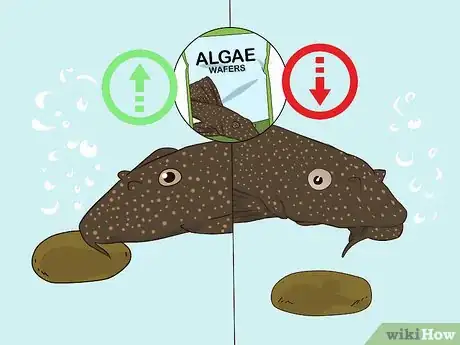 Image titled Feed a Pleco Step 6