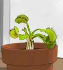 Choose a Venus Flytrap