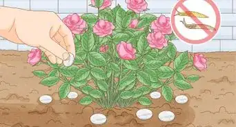 Grow Healthy Plants