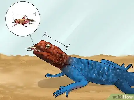 Image titled Care for a Red‐Headed Agama Step 7