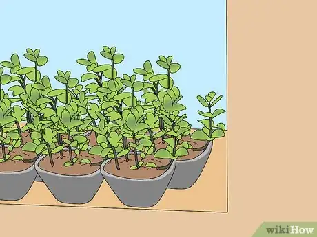 Image titled Prevent Cats from Digging Up Houseplants Step 5