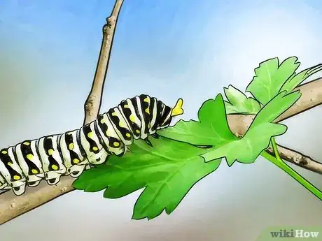 Image titled Keep Wild Caterpillars As Pets Step 8