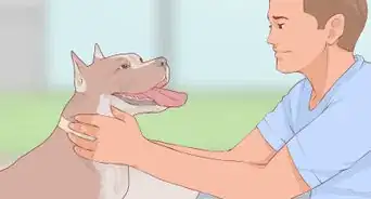 Handle a Biting Dog